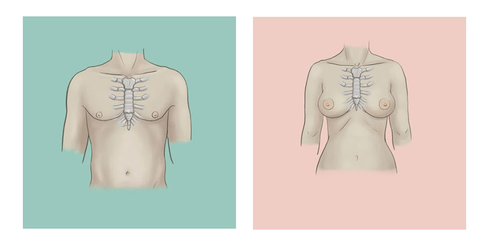 Comparison of chest depth and chest width among males and females